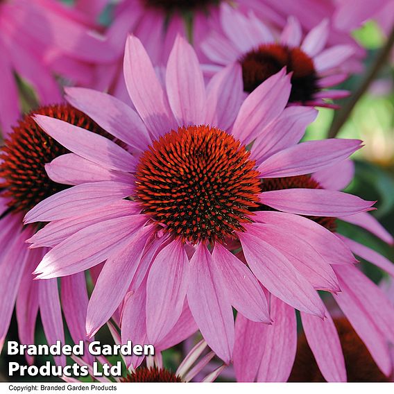 Best Value Rainbow Perennial Collection